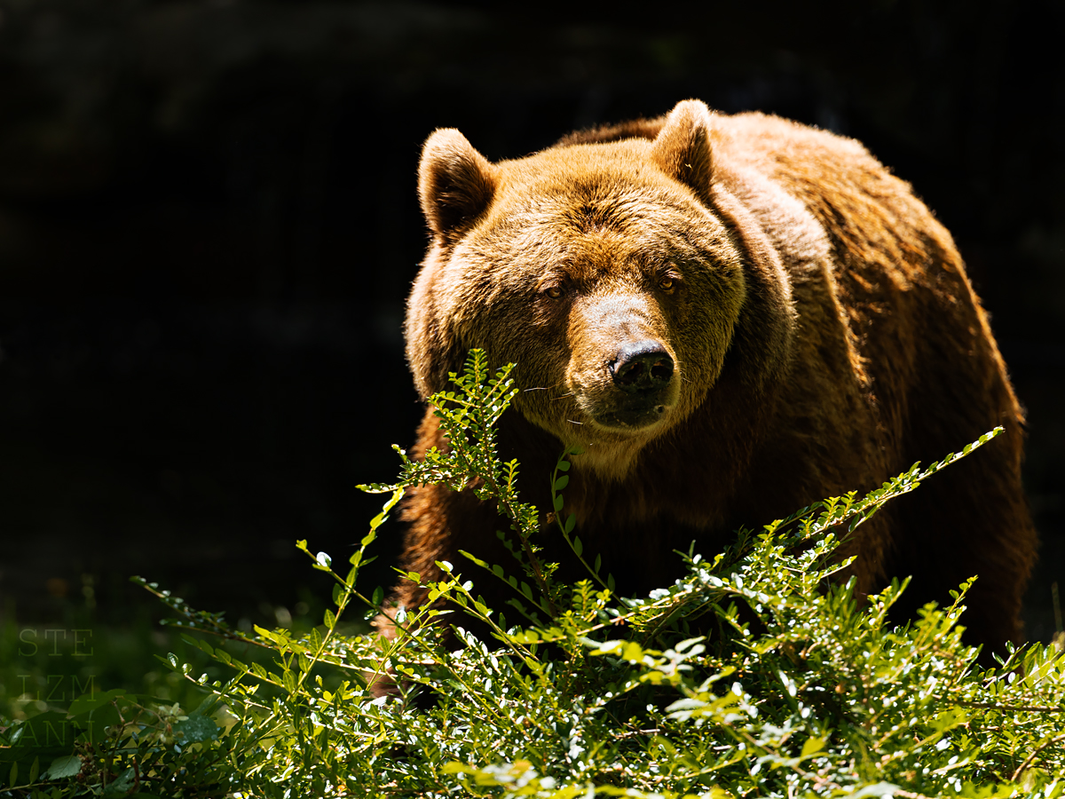 Braunbär